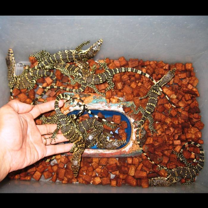 BIGSALE BIAWAK VARANUS SALVATOR JAWA BABY