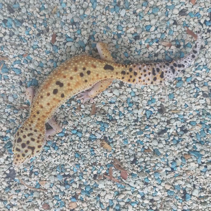 BIGSALE LEOPARD GECKO INDUKAN TOKEK HIAS WARNA WARNI