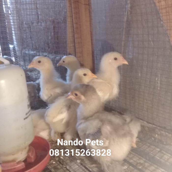 DISKON HOT SALE AYAM BRAHMA ASLI IMPORT - AYAM HIAS - AYAM INDIA