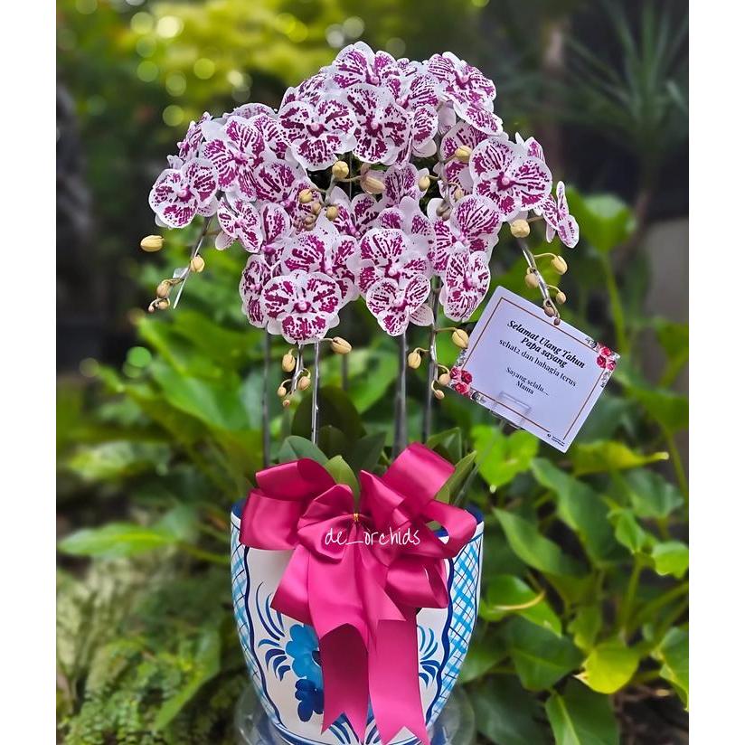 ANGGREK BULAN DALMATION RANGKAIAN 6 POHON POT KERAMIK