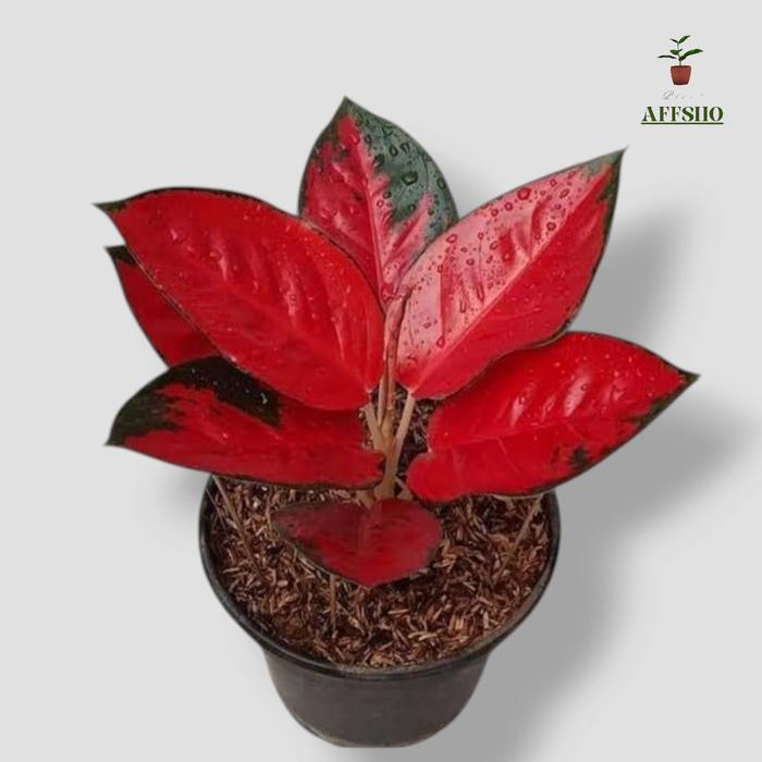 Swaylineshop Aglonema Suksom Jaipong - Tanaman Hias Aglonema Suksom Jaipong - Suksom Jaipong -