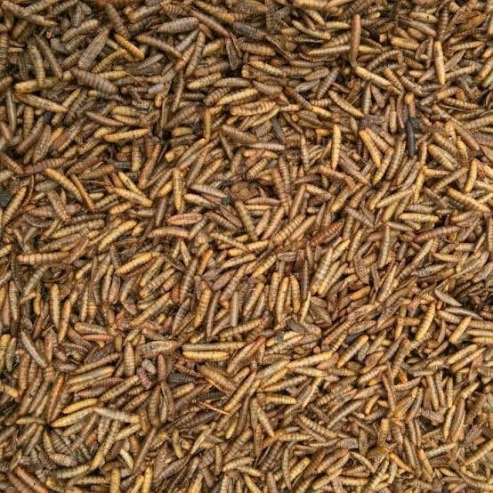 maggot bsf maggot oven kering pakan ikan hias pakan ikan predator DLL