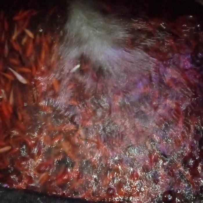 IKAN MAS BIBIT PAKAN PREDATOR PER LITER