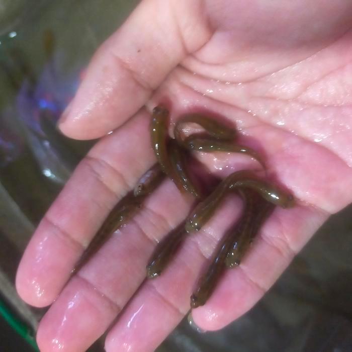 ikan gabus beku pakan ikan predator ikan gabus kecil beku pakan arwana gabus kutuk beku gabus sawah