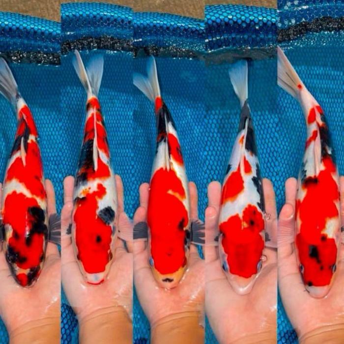 TERMURAH ikan koi showa kualitas grade A size 15cm paket 5 ekor