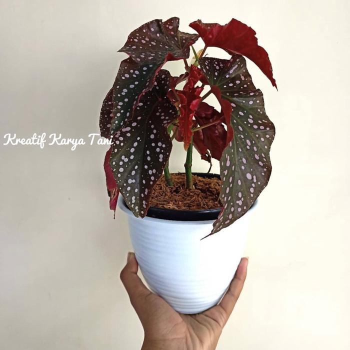 Tanaman hias begonia mocca - Begonia moca - Begonia Moka - Bunga hias begonia - tanaman hias hidup