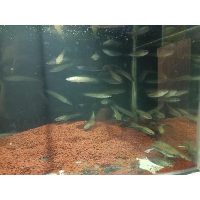 BEST SELLER BABY CHANNA MARULIODES SP YELLOW CHANA YELLOW SENTARUM CANA YS