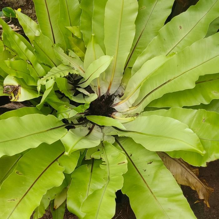 kadaka jumbo