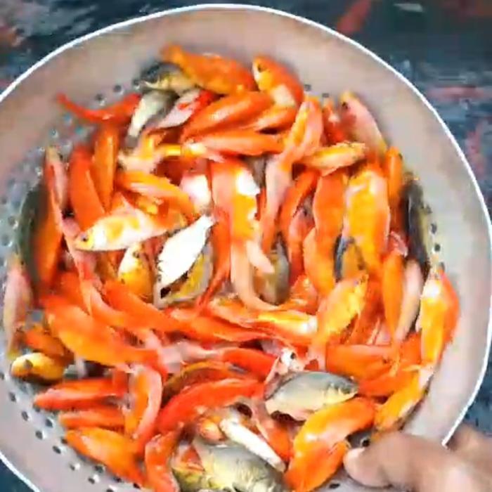 ikan mas literan / pakan predator / pelihara