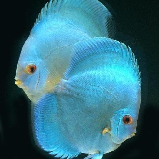 BEST SELLER DISCUS BLUE DIAMOND / IKAN DISCUS / IKAN HIAS / DISKUS /IKAN AQUASCAPE