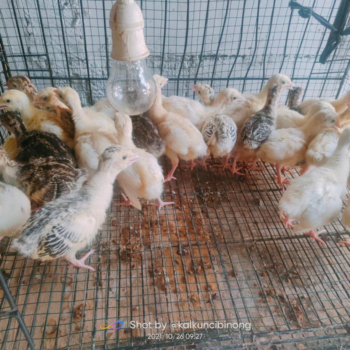 DISKON ANAK AYAM KALKUN