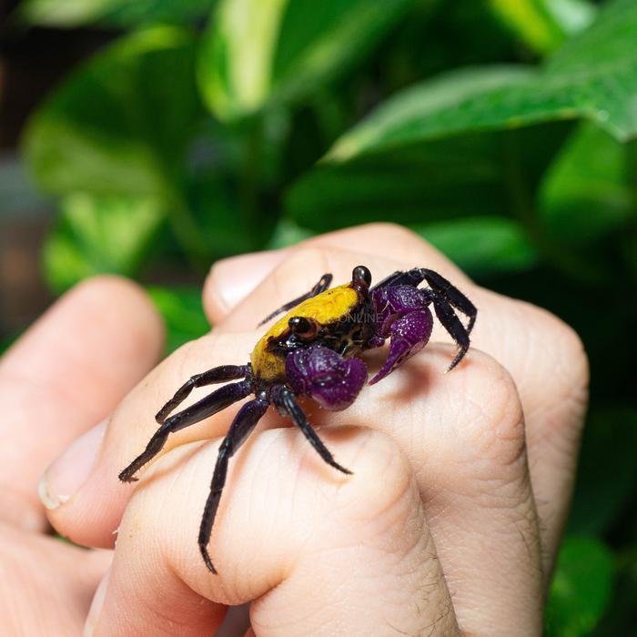 Kepiting Lemon Vampire Crab Geosesarma / Kepiting Kuning / Kepiting Hias Air Tawar