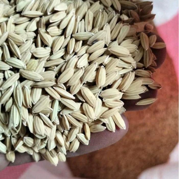 Little_Little_ Benih Padi Mentik Wangi Susu Mentik Wangi 1Kg Original