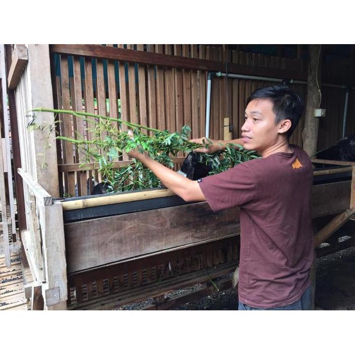 Pesona_Mimin Bibit Rumput Zanzibar 1 Kg Dan Indigofera 1000 Biji