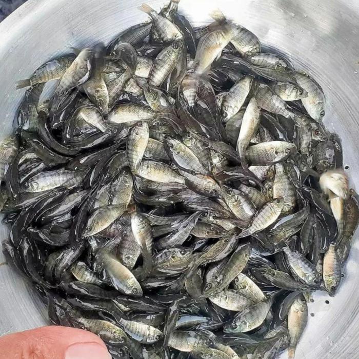 ikan mujair bibit pakan ikan predator anak ikan mujair nila hidup