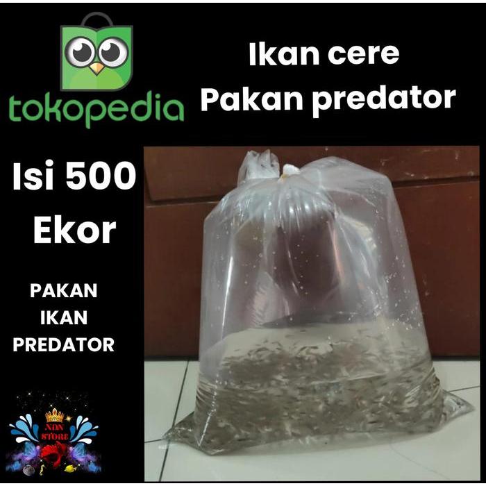 Ikan Cere hidup Pakan Ikan Predator - Cere Sawah hidup fresh