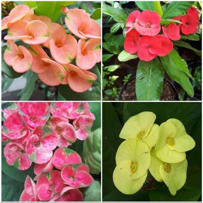 TERLARISPAKET 4 TANAMAN HIAS EUPHORBIA//EUPHORBIA IMPORT PAKET MURAH - BUNGA HIAS EPORBIA - BUNGA