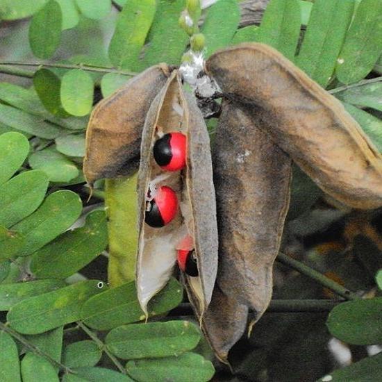 "New" BIJI SAGA RAMBAT MERAH BINTIK HITAM ISI 50 BIJI