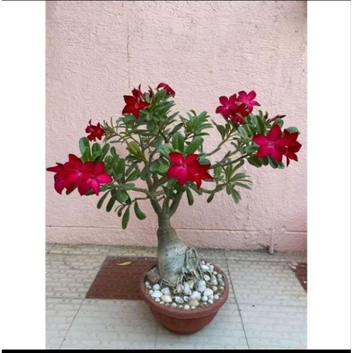 Swaylineshop Tanaman Hias Kamboja Jepang Tanaman Hidup Kamboja Jepang