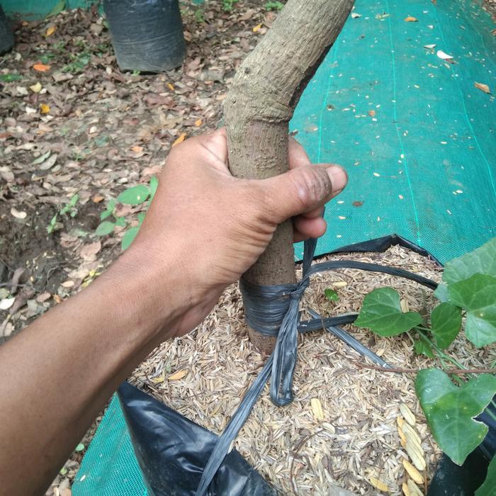 bibit alpukat markus dongkelan batang besar