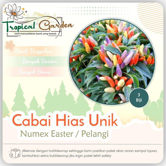 Benih Biji Cabai Numex Easter Cabe Pelangi Benih Cabai Hias COD