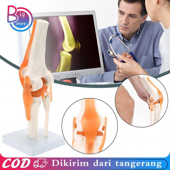 Human Knee Joint Model Flexible Torso Sendi Lutut Manusia Model Anatomi Sendi Lutut Manusia Medical