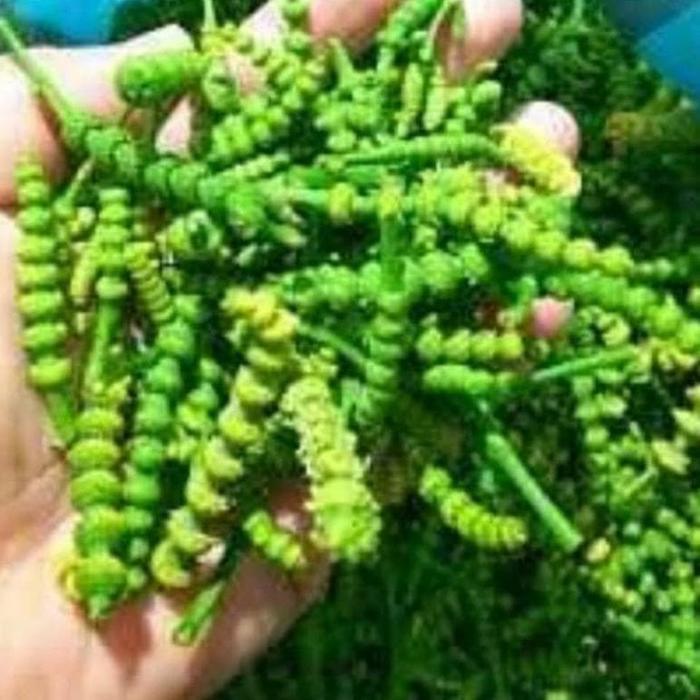 Melinjo Kembang Melinjo Suceng Uceng Keroto Melinjo Terlaris