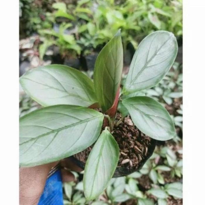 ( BISA COD ) Tanaman Hias Jenis Calatea Bunga Hias Calathea Murah / Tanaman Hidup Jenis Kalatea