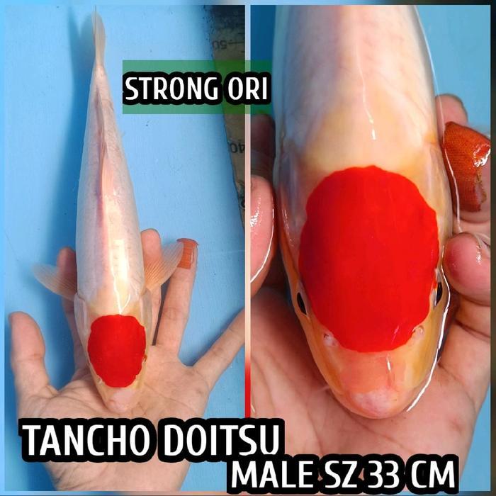 TEREMURAHTERLARIS READY SILAHKAN DIORDER KOI BLITAR TANCHO KOHAKU DOITSU READY SANKE SHOWA KUJAKU
