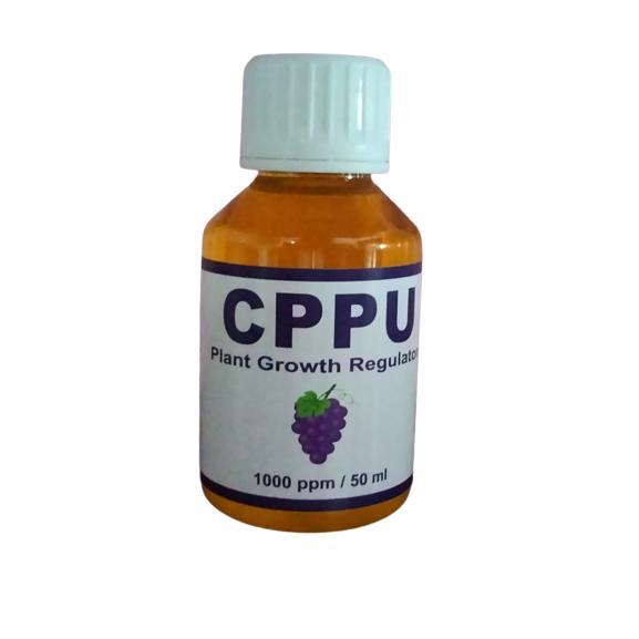 Little_Little_ Hormon Tanaman Cppu Zpt Zat Pengatur Tumbuh Besarkan Buah Anggur