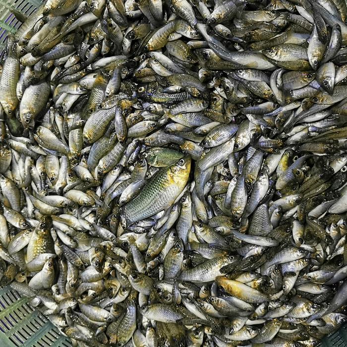 pakan ikan pakan predator cere gapi pakan ikan