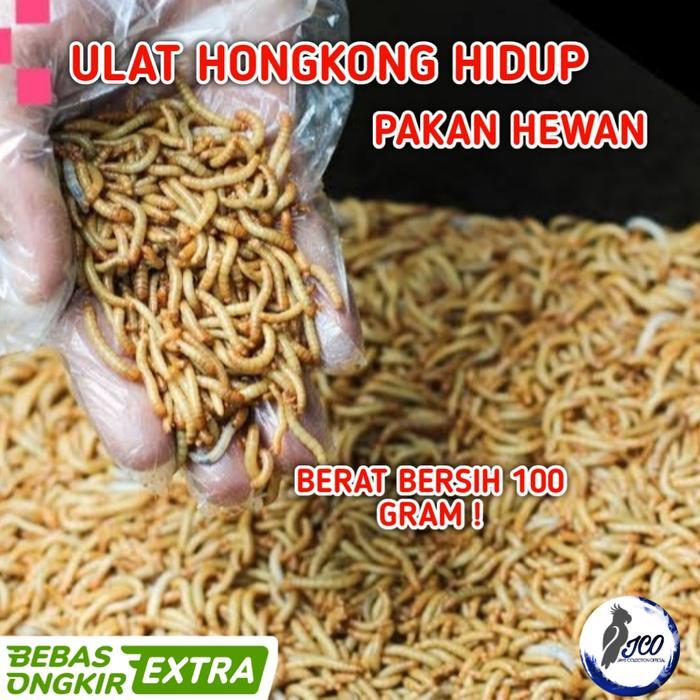 ULAT HONGKONG HIDUP ULAT PAKAN BURUNG IKAN LANDAK ULET HONGKONG 100GR