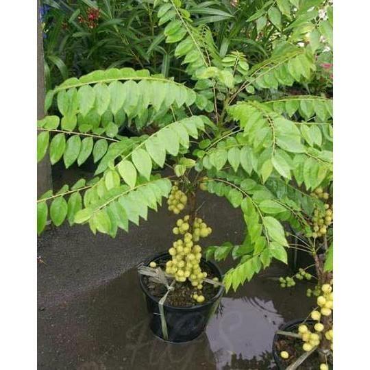 TERPERCAYAA Obral Bibit Tanaman Buah Cermai bahan bonsai benih pohon TANBULAPOT