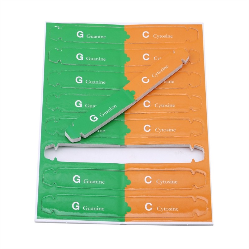 1Set Teaching Tools For Kids Test Kit Early Education Toy Human Genes DNA Double Helix Science
