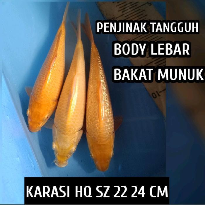 TEREMURAHTERLARIS READY SILAHKAN DIORDER IKAN KOI BLITAR KARASI READY SHOWA KOHAKU SANKE CHAGOI DLL