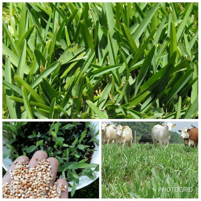 Biji Rumput Pakan Ternak - Benih Pakan Ternak