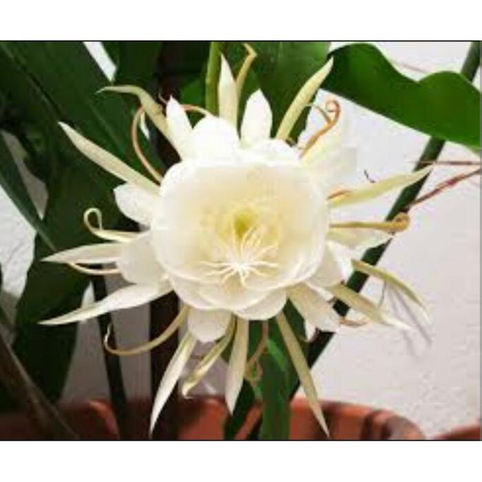 WIJAYA KUSUMA BUNGA PUTIH BESAR//BANGKOK WIJAYA/BUNGA WIJAYA KUSUMA/WIJAYA KUSUMA BUNGA