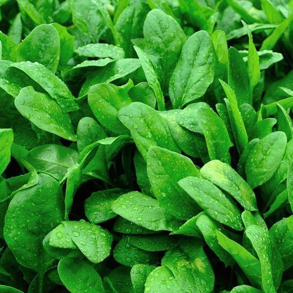 Koralineshop Biji Benih Sayuran Bayam Cina Chinese Spinach (Superior Seeds)