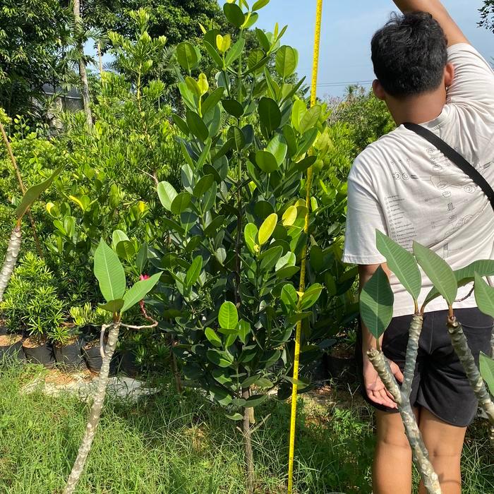 Pohon Garcinia Hias Tanaman Garcinia / Nangka Taiwan Terlaris