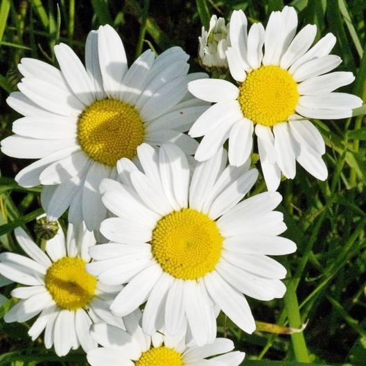 1 Benih Biji Bunga Ox Eye Daisy Beautiful White Flower
