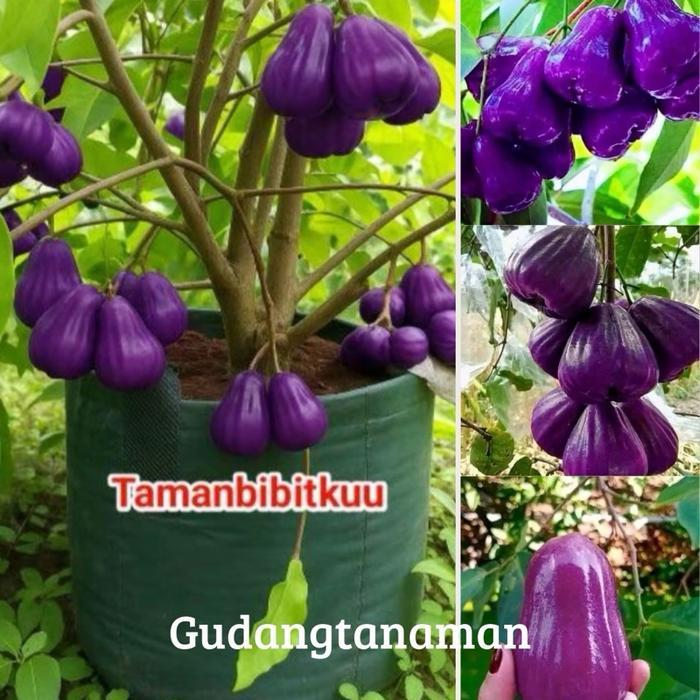 BIBIT JAMBU AIR UNGU pohon jambu air citra ungu super unggul / bibit langka