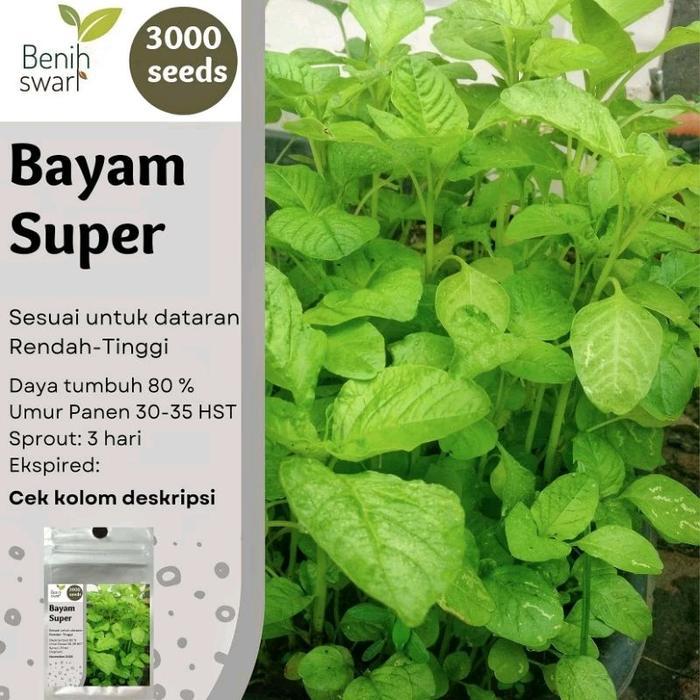 Isi 3000 Butir Benih BAYAM SUPER Bayam Cabut