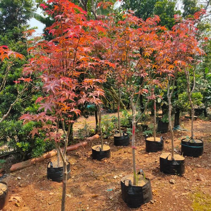 Premium Pohon American Red Maple/Maple Amerika Daun Merah Original