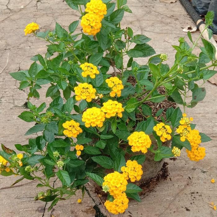 Bunga Lantana Hidup - Tanaman Hias Lantana Kuning - BIbit Bunga Lantana Kuning - bunga hias lantana