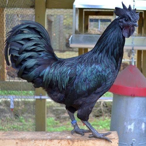 Ayam Cemani Asli readyyy