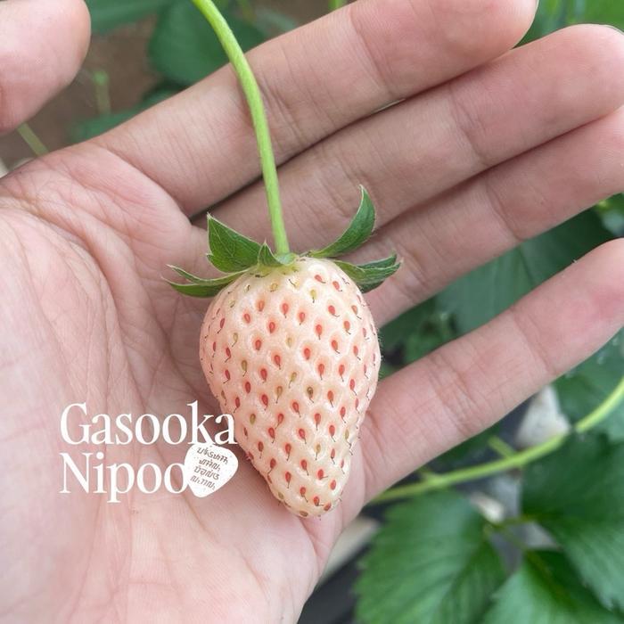 Swaylineshop Strawberry Putih Varietas Mannyeonseol (Bibit Tanaman Strawberry Putih Introduksi