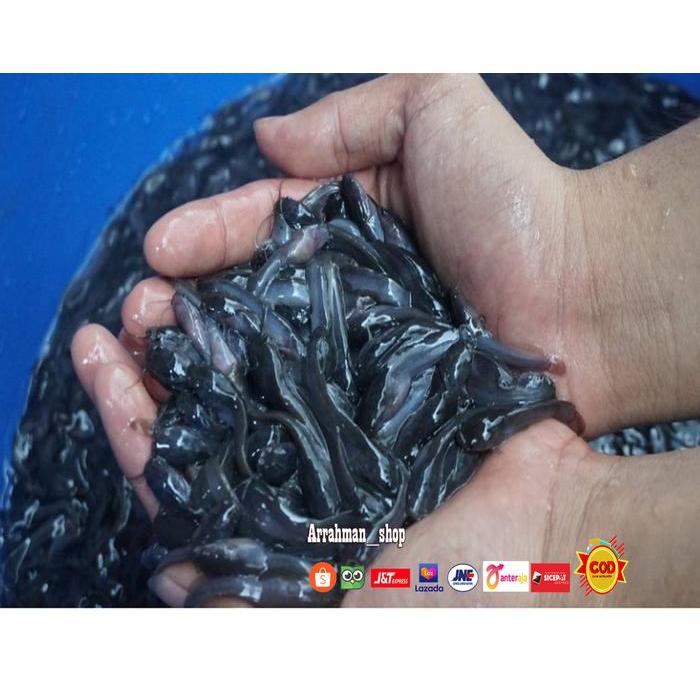 Bibit Lele sangkuriang size 5-6 cm / BIBIT IKAN LELE PAKAN PREDATOR