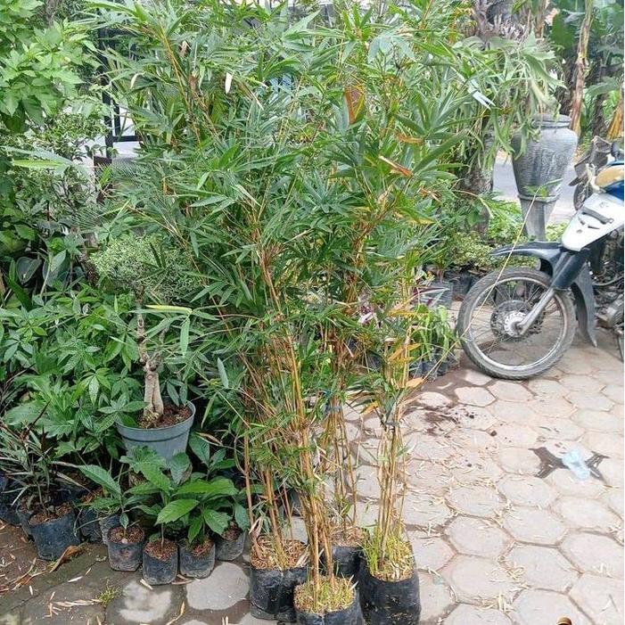 Bibit Tanaman pring kuning//pring kuning hias