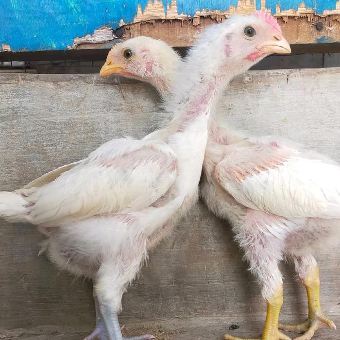 DISKON AYAM PELUNG JUMBO ANAKAN ASLI ORIGINAL