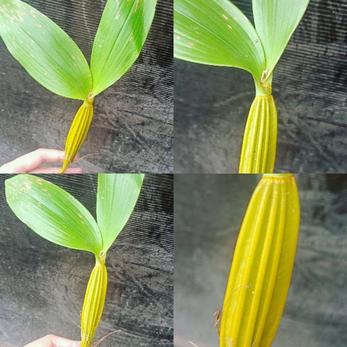 Swaylineshop Anggrek Dendrobium Macrophyllum Sp Jawa